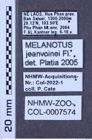 Etiketten zu Melanotus jeanvoinei (NHMW-ZOO-COL-0007574)